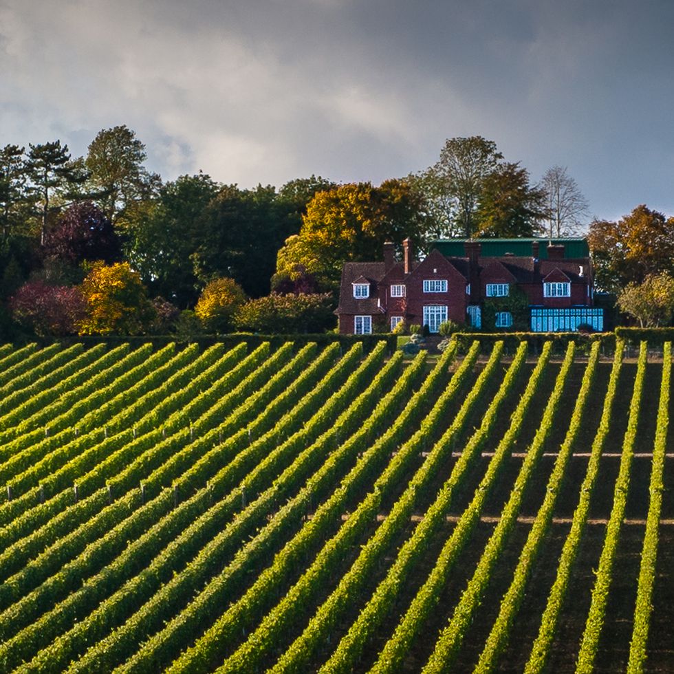 hambledon vineyard