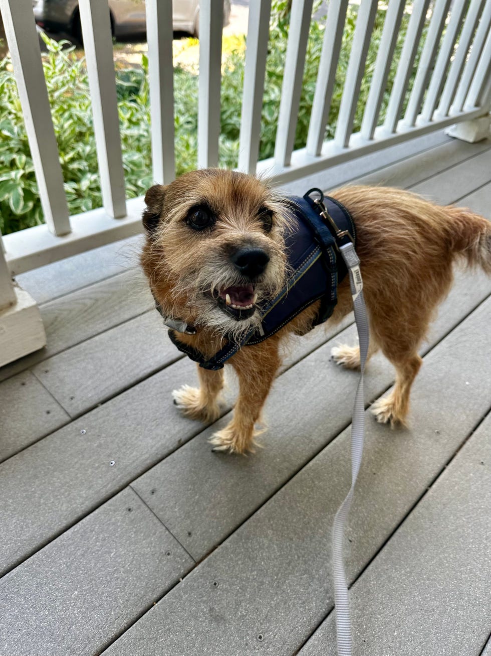 a dog in his harness on a front porch