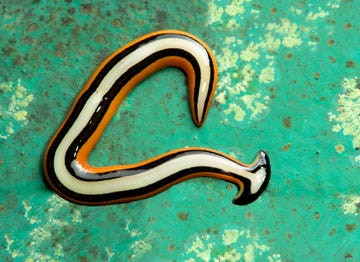 hammerhead flat worm, bipalium sp, land planarian family, geoplanidae, kinabalu national park, unesco nature world heritage site, sabah, borneo, malaysia