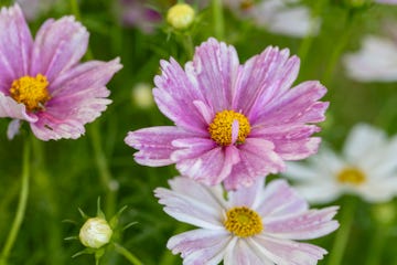 rhs hampton court palace garden festival