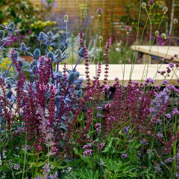 rhs hampton court flower show 10 ideas to boost your garden's wellbeing potential