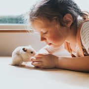 cute white syrian hamster standing on his hind legs as his young owner looks at him hamster looks straight at the camera with confidence conceptual with space for copy