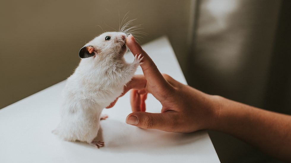 hamster holds on to a child's index finger
