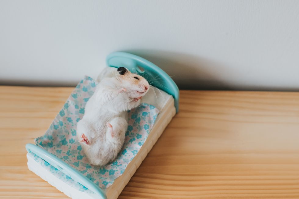 hamster rolling on a bed