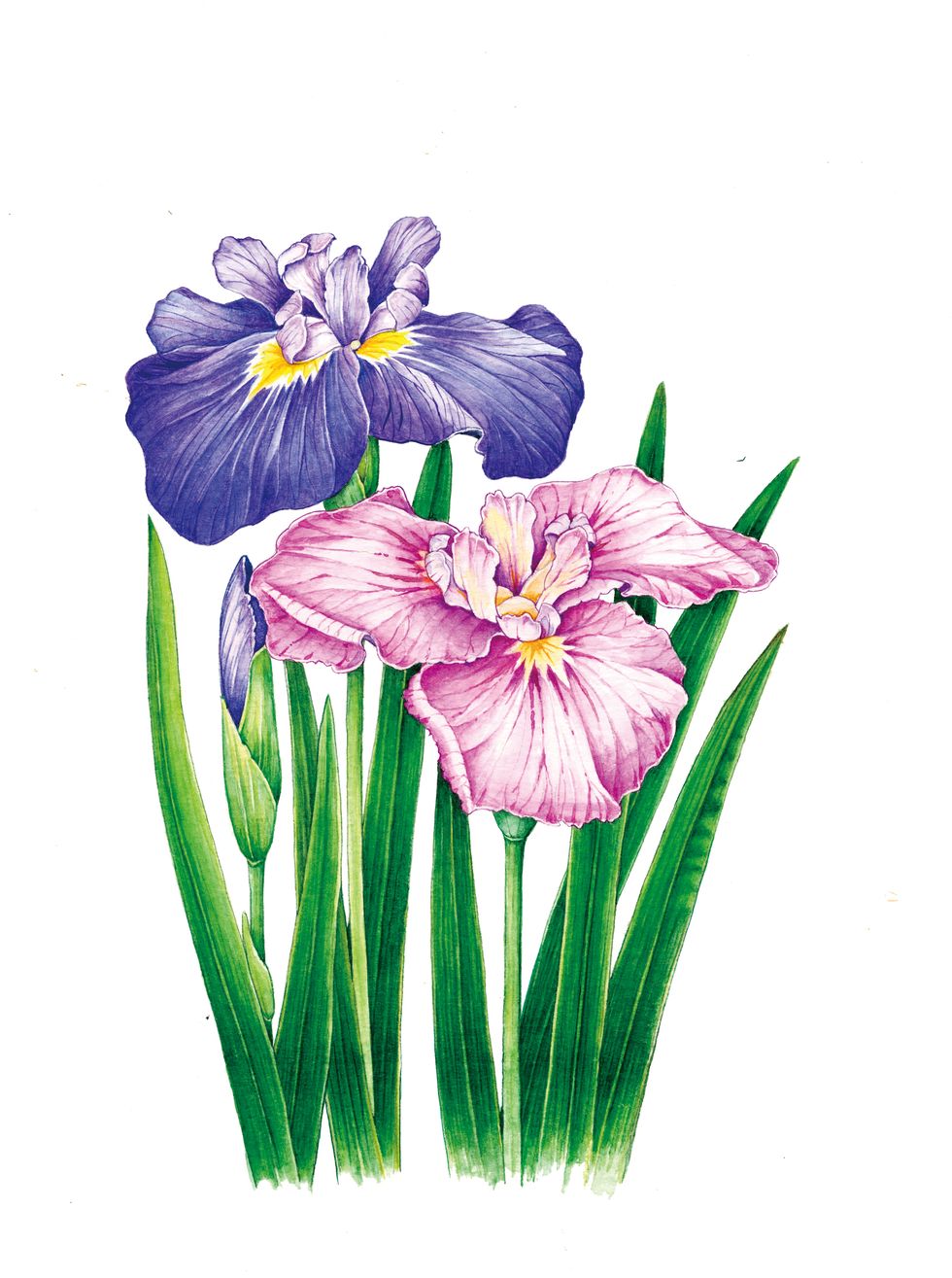 Flowering plant, Flower, Plant, Petal, Watercolor paint, Botany, Iris, Wildflower, Drawing, 