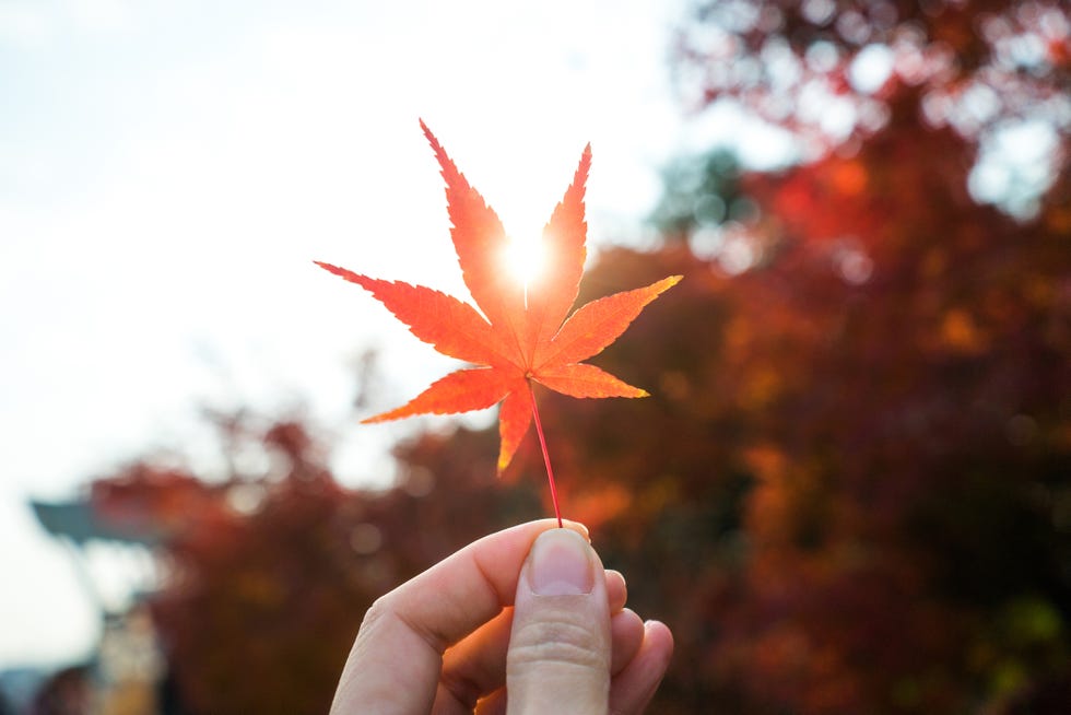 Hand holding an autumn red maple leaf Hand holding an autumn red maple leaf