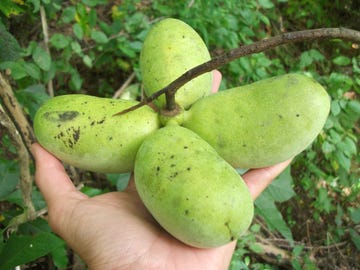 hand holding cluster of four asimina triloba pawpaw fruit