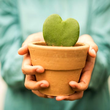 hand holding flower pot