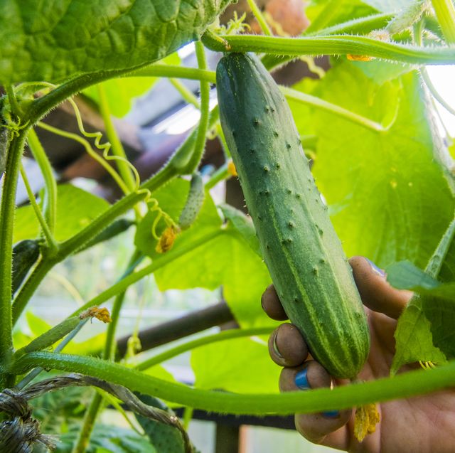 hand holding fresh cucumber on vine