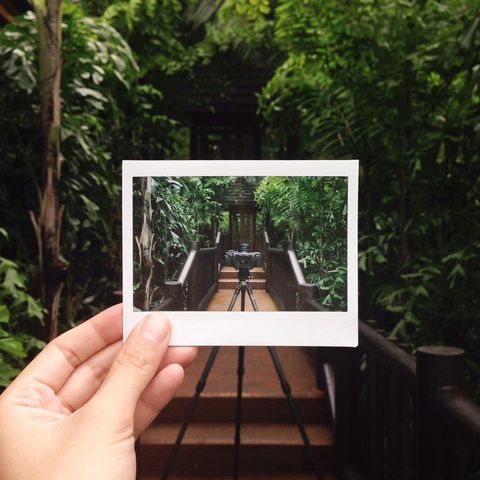 hand holding instant photo picture of camera on tripod amid lush foliage