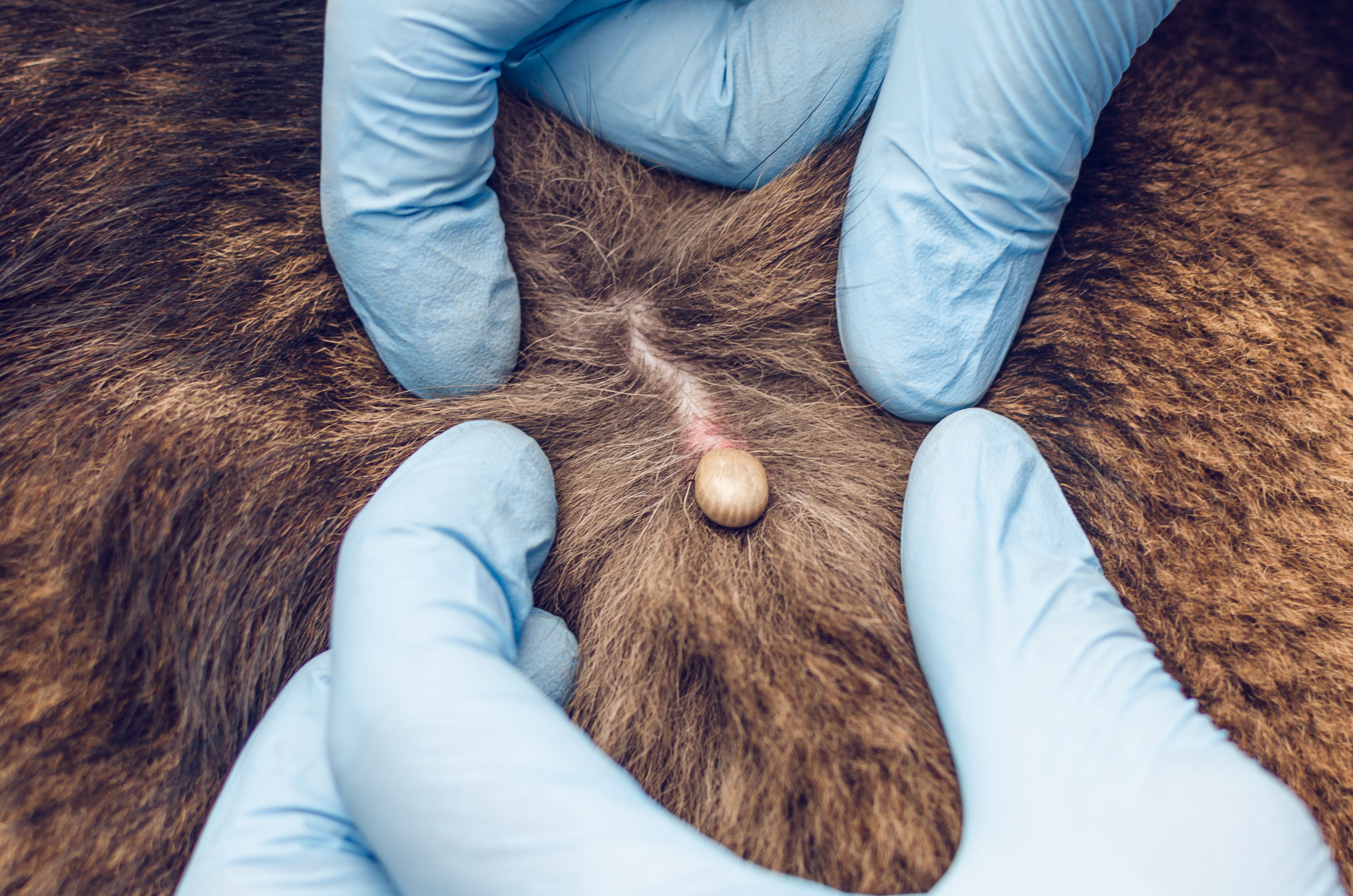 What Does an Embedded Tick on a Dog Look Like  