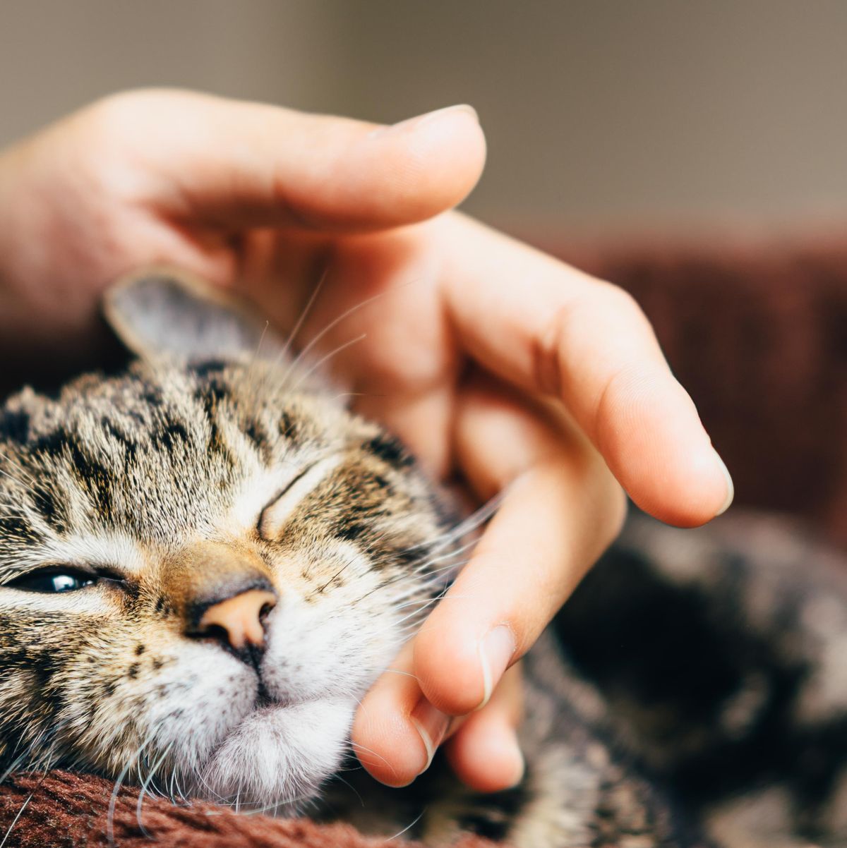 10 Reasons Why Cat Lovers Are the Best