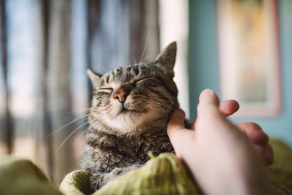 10 Minutes Of Petting A Dog Or Cat Can Relieve Stress