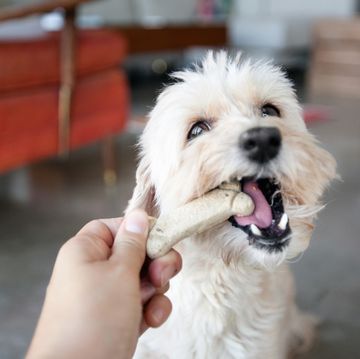 hand of young woman feeding dog a biscuit in living room