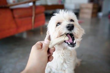 hand of young woman feeding dog a biscuit in living room