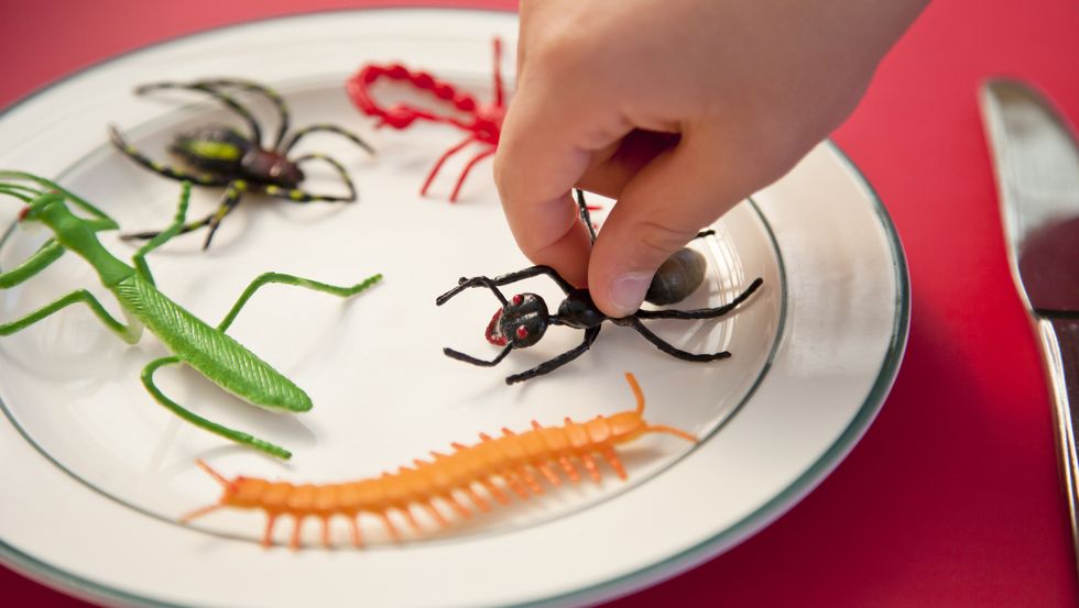 hand reaching for insects on a plate