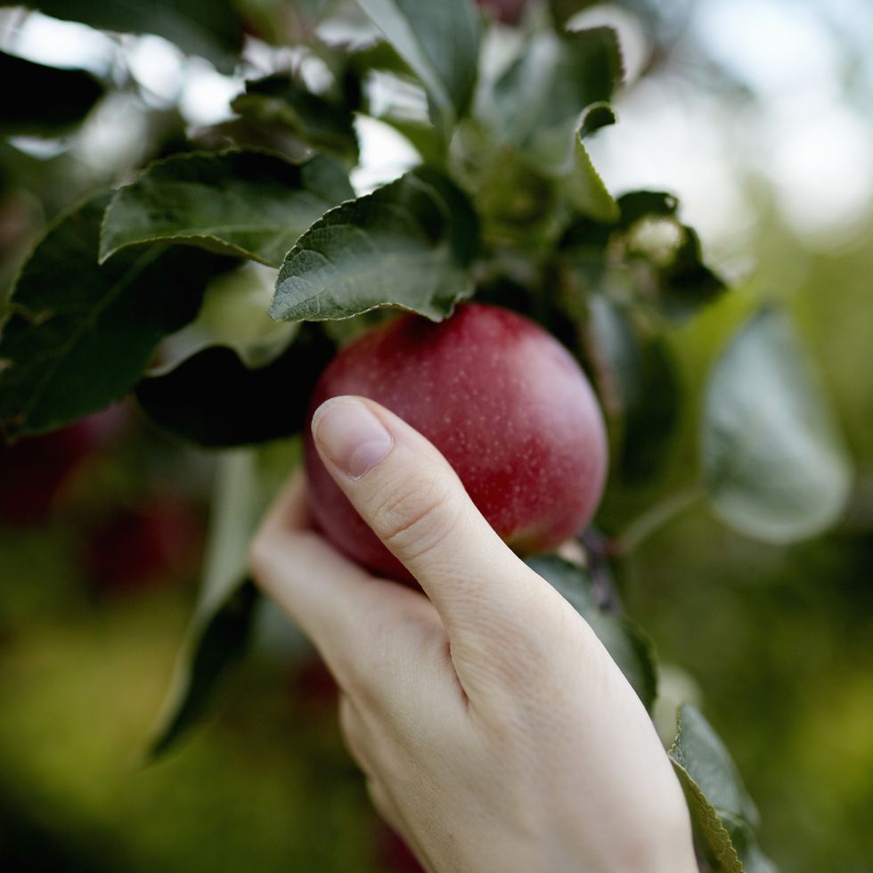 a hand reaching up into the boughs of a fruit tree, picking a red ripe apple