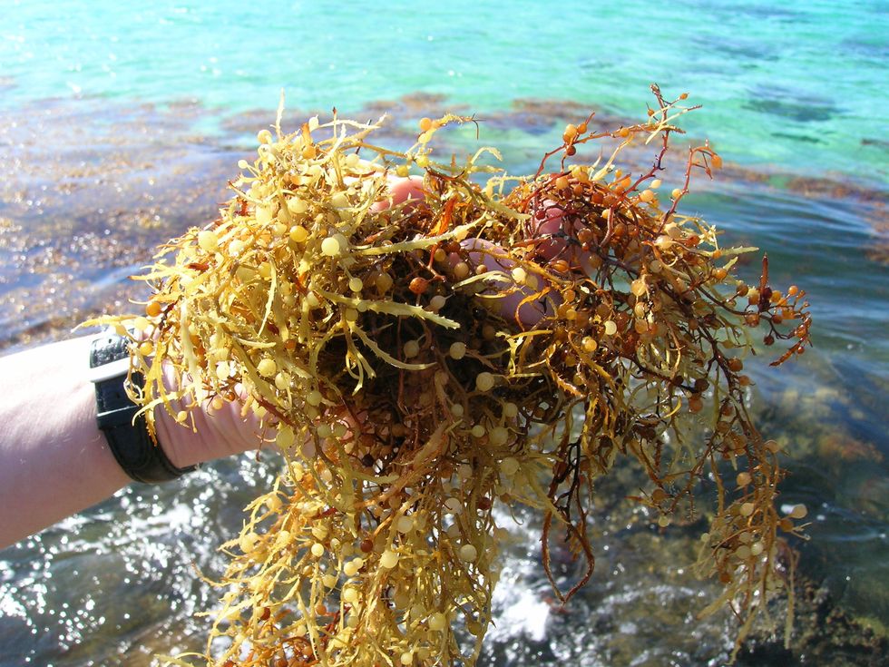 handful of sargassum seaweed