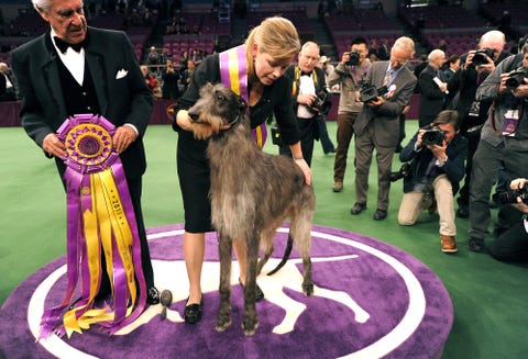 Westminster Dog Show Winners - Photos of the Winners Throughout the Years