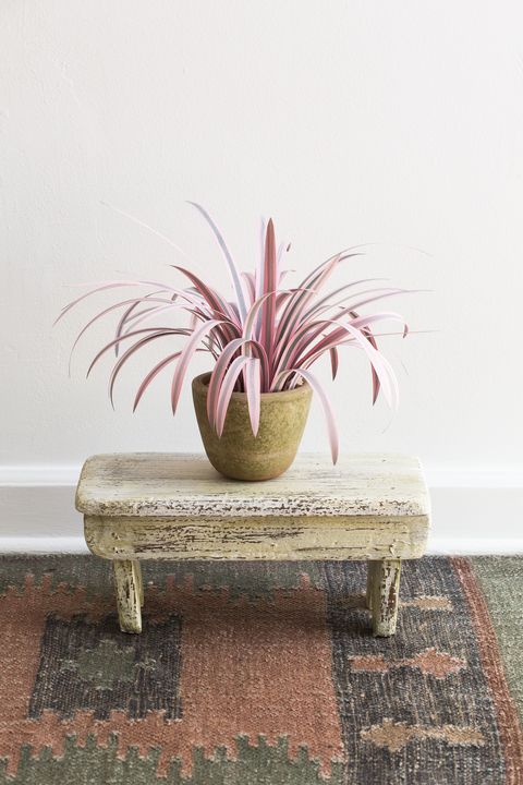 Flowerpot, Furniture, Table, Wall, Coffee table, Houseplant, Pink, Plant, Flower, Grass family, 