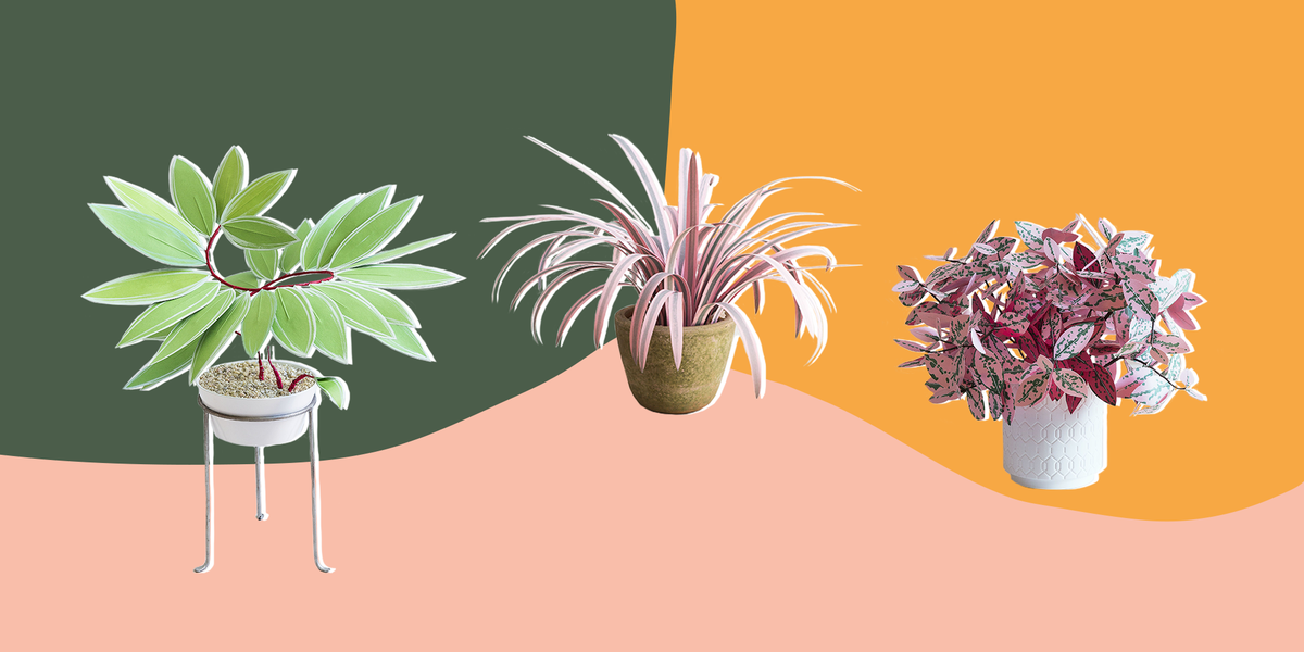 flowerpot, plant, illustration, botany, graphic design, flower, houseplant, organism, tree, echeveria,