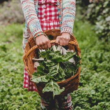 hands  holding basket with fresh green  vegetables