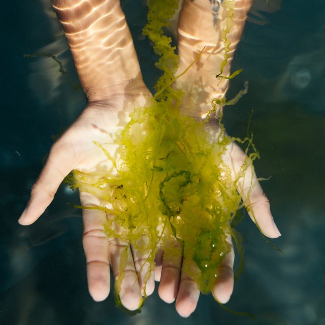 https://hips.hearstapps.com/hmg-prod/images/hands-holding-seaweed-underwater-royalty-free-image-1702315923.jpg?crop=0.66635xw:1xh;center,top&resize=640:*