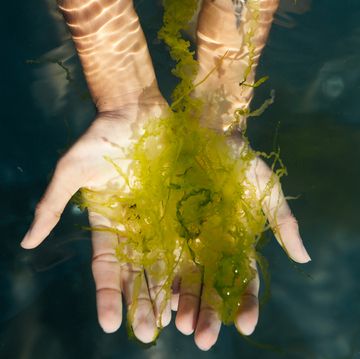 hands holding seaweed underwater