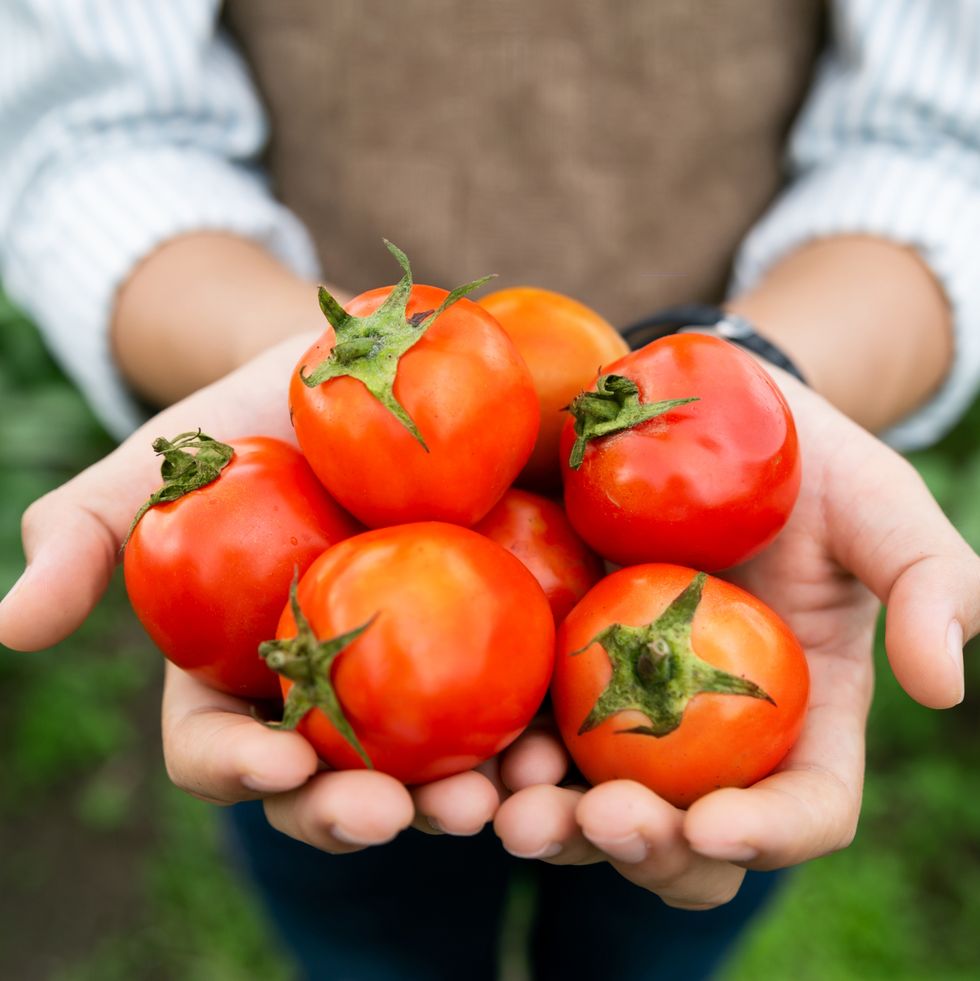 hands of farmer show his fresh tomato in farm and ready give them to customer, delivery fresh market goods online shopping