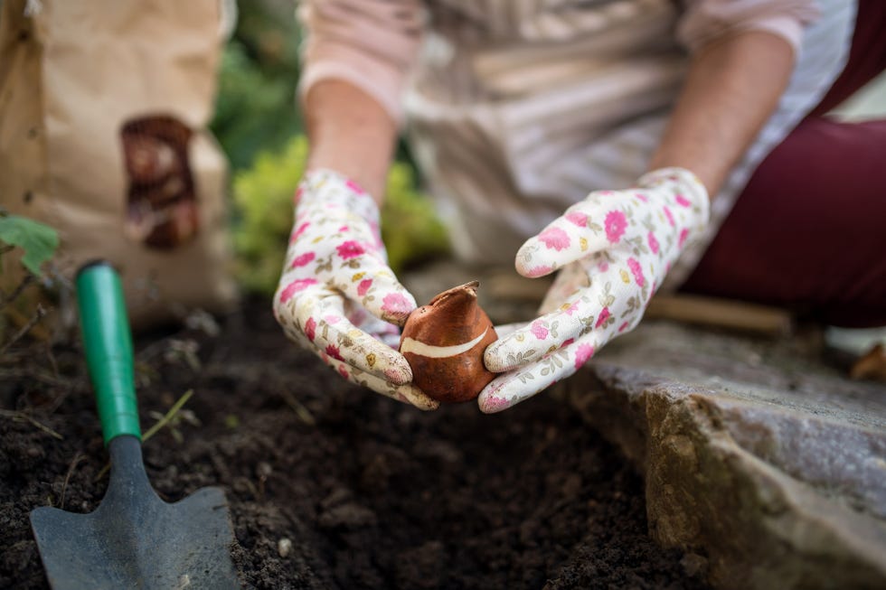 hands of senior woman planting bulbs outdoors in autumn garden, gardening concept