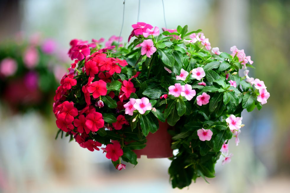 front garden ideas hanging flowers