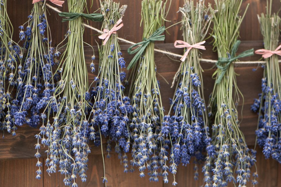 Hanging dried lavender