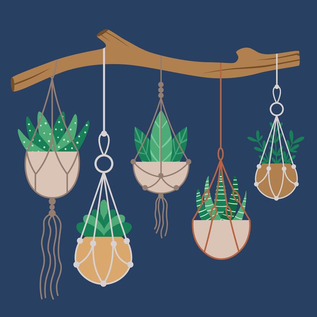 illustration of succulent hanger with five succulents