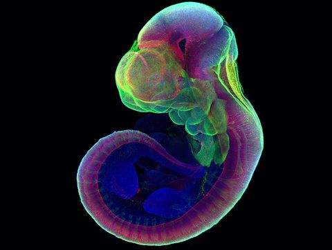 a mouse embryo grown six days outside the uterus