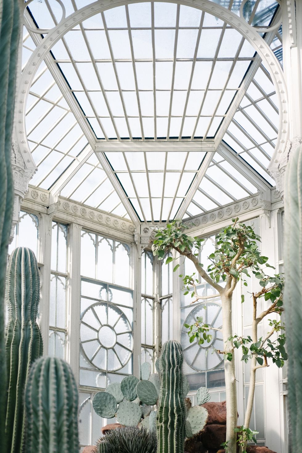 Greenhouse, Botany, Daylighting, Ceiling, Plant, Architecture, Building, Flower, Botanical garden, Window, 