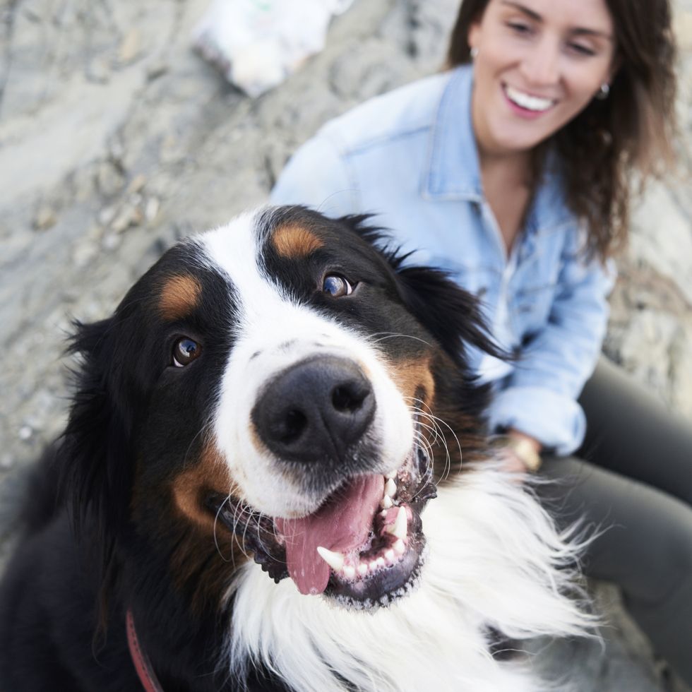 what to do when lonely  adopt a pet dog