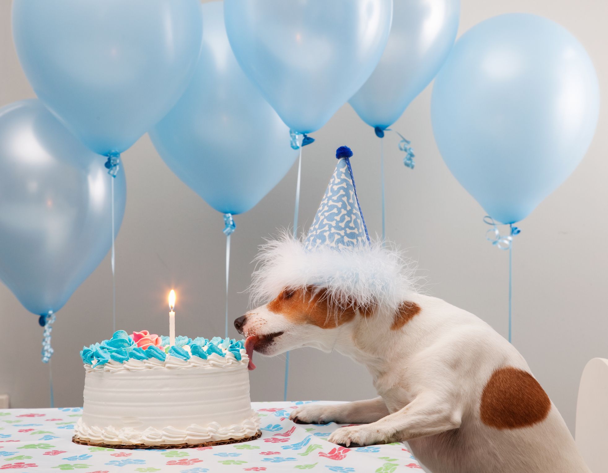 funny happy birthday funny dog
