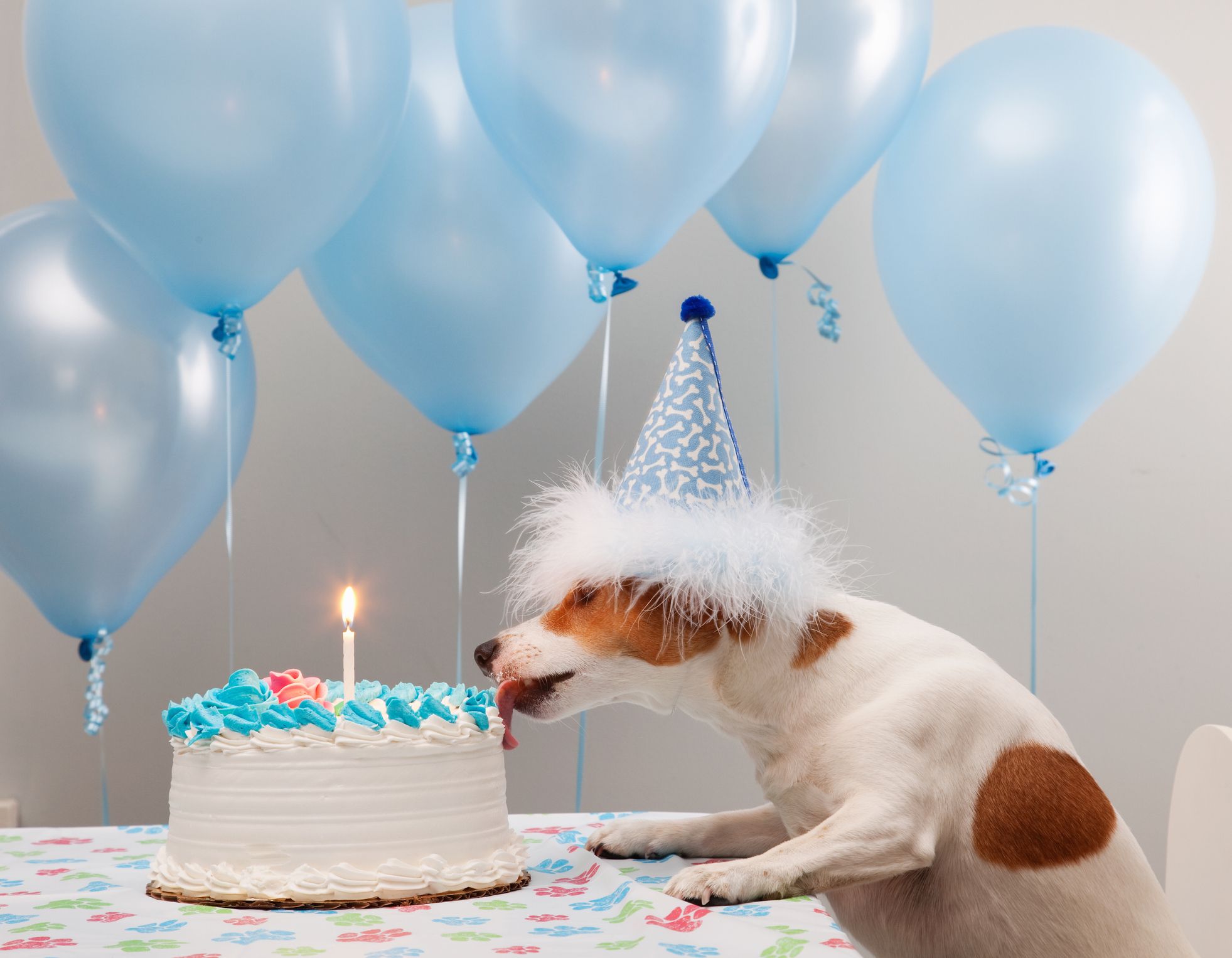 Happy birthday funny store puppy