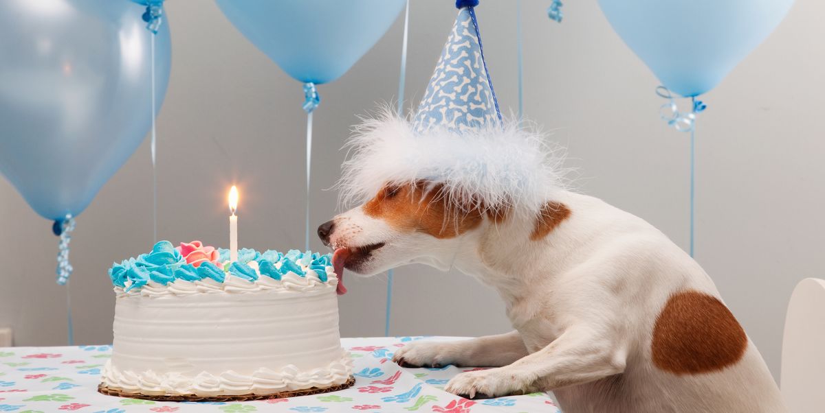 17 Birthday Memes For Your Dog -— Happy Birthday Dog Memes