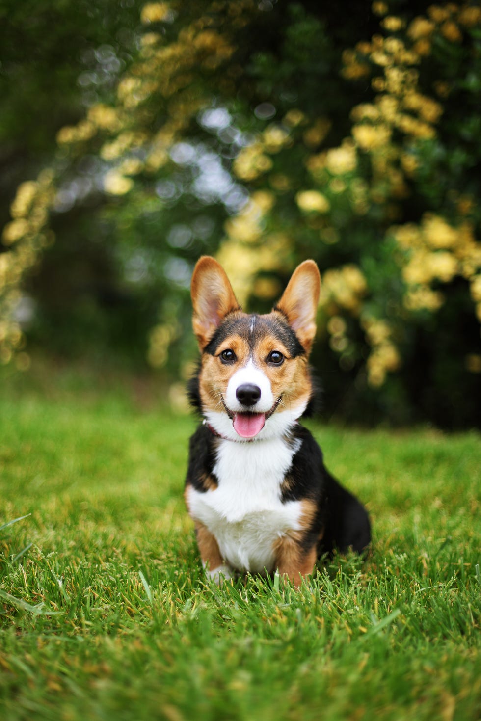 Corgi dog breed profile