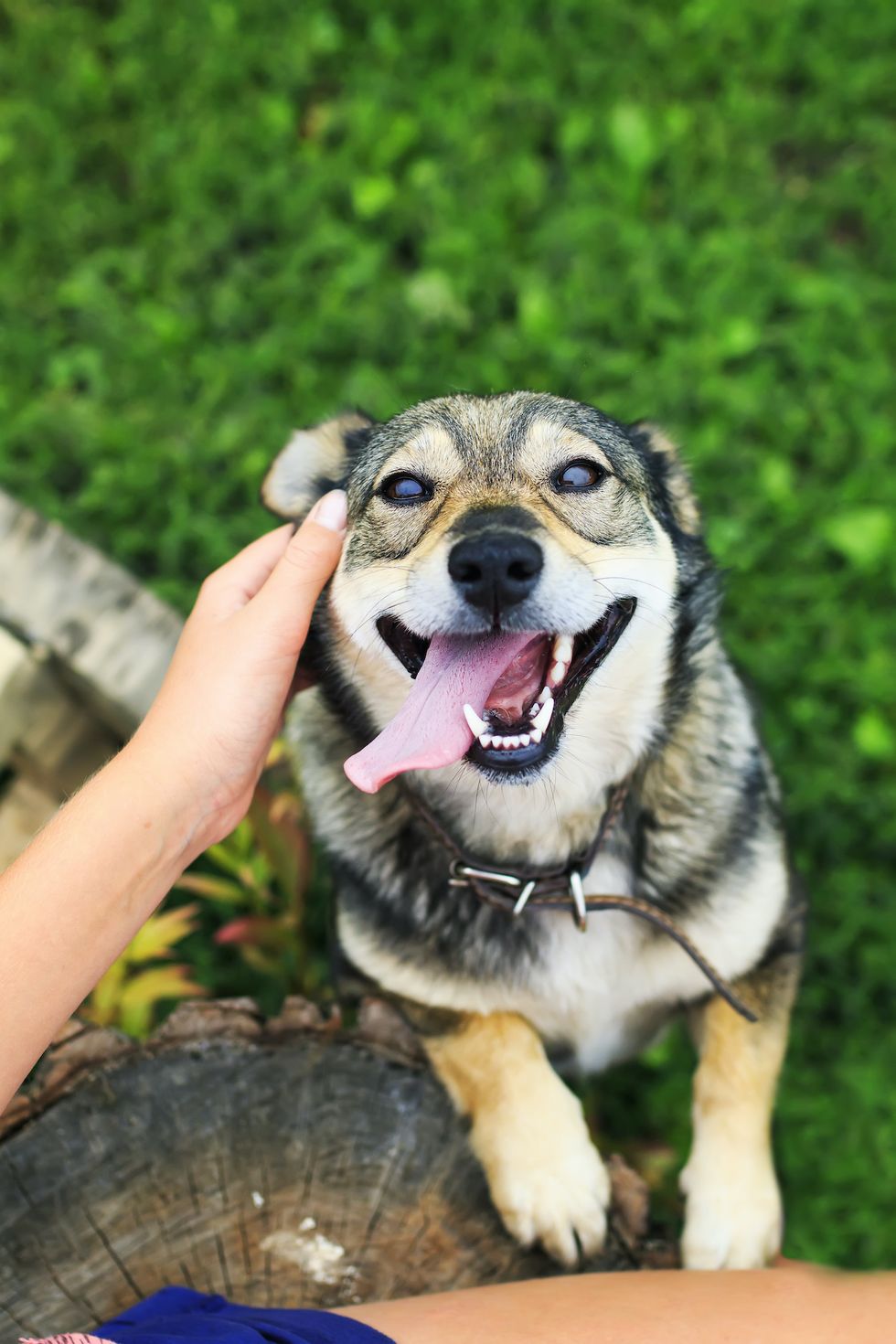 Real-life Lassies! Study shows dogs really will rush to help their owners  when they cry