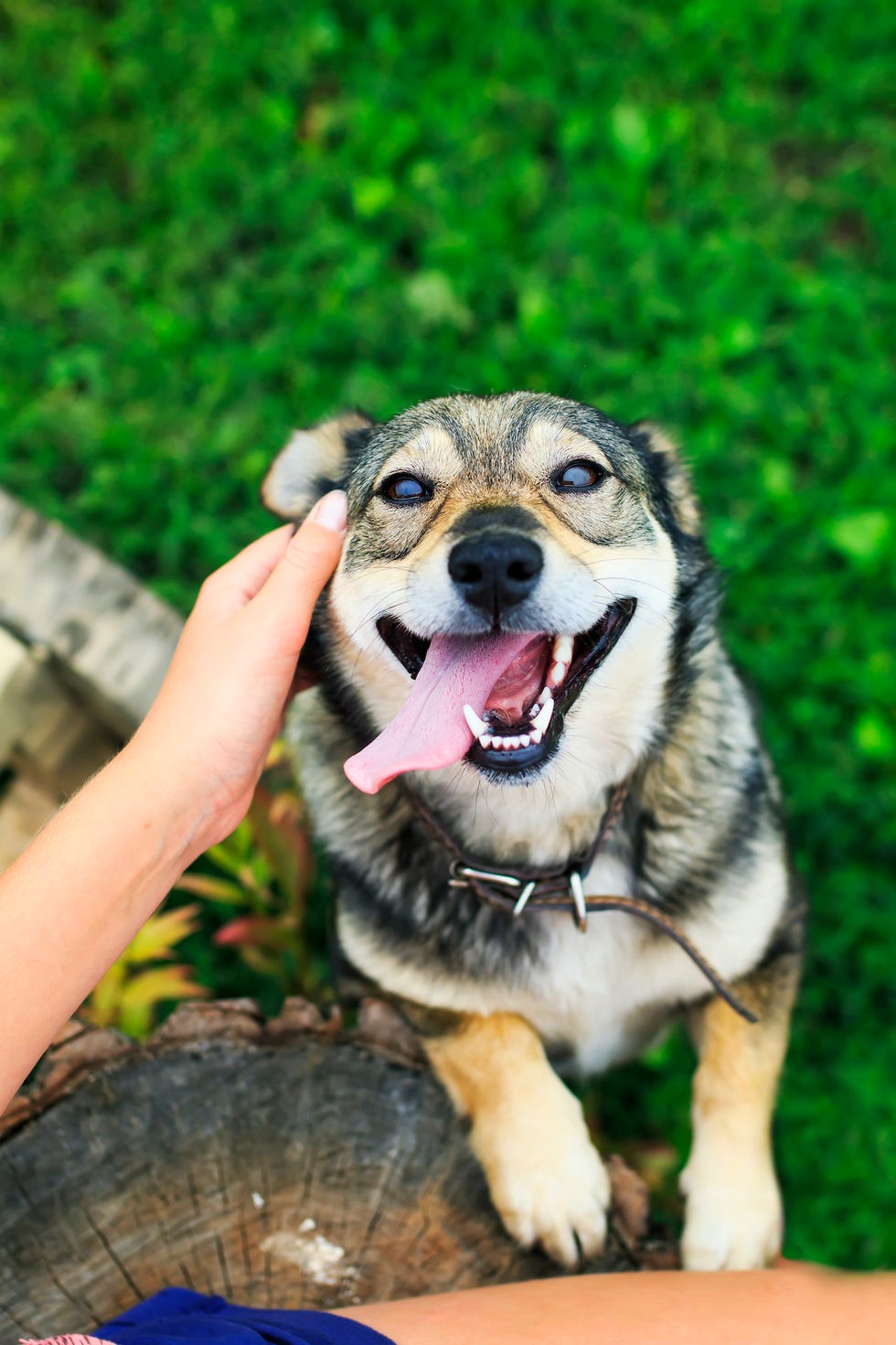 Real-life Lassies! Study shows dogs really will rush to help their owners  when they cry