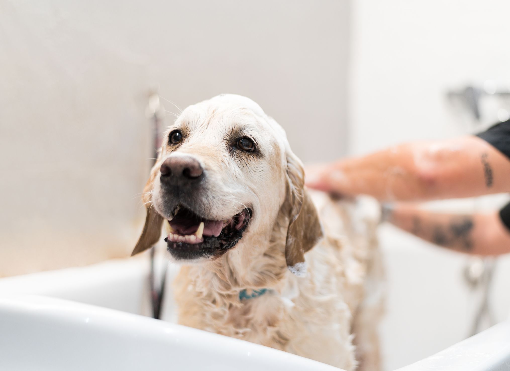 2023年5月】市販の犬用シャンプーのおすすめ10選｜いい匂いのものや無