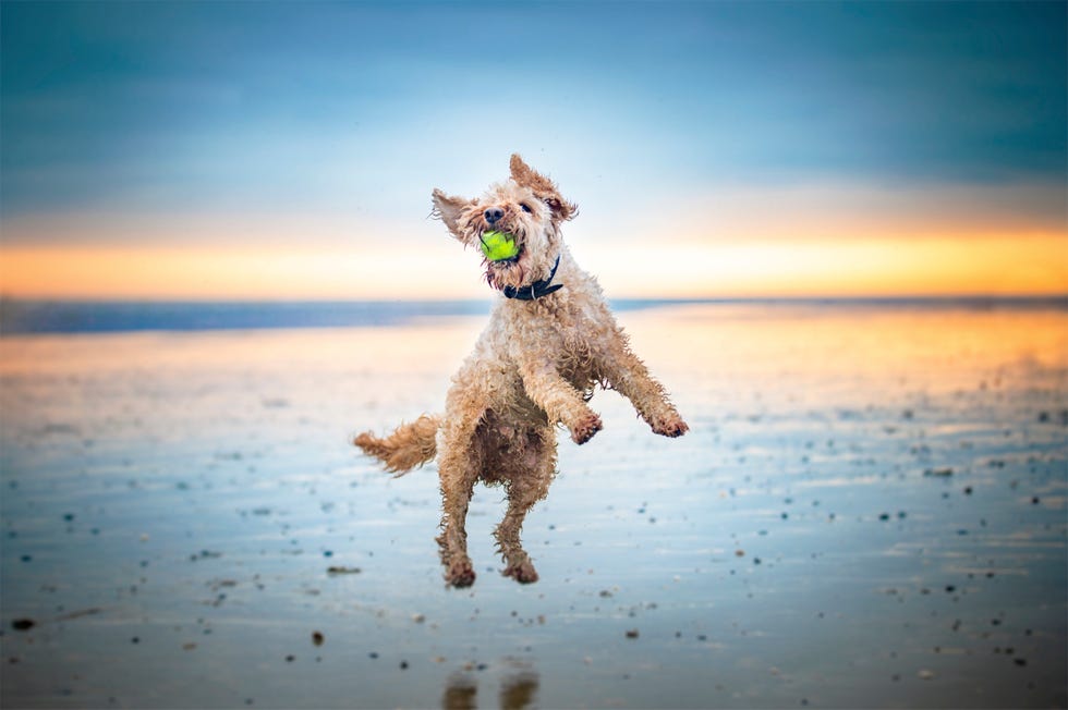 a labradoodle dog at a beach setting