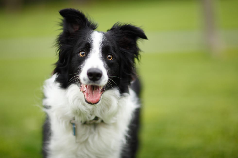 cutest dog breeds border collie