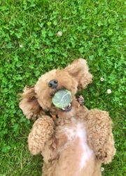 happy dog playing on the grass