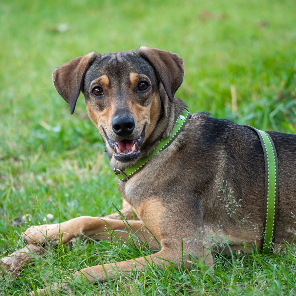 happy dog playing with a wooden stick in the green grass of the park