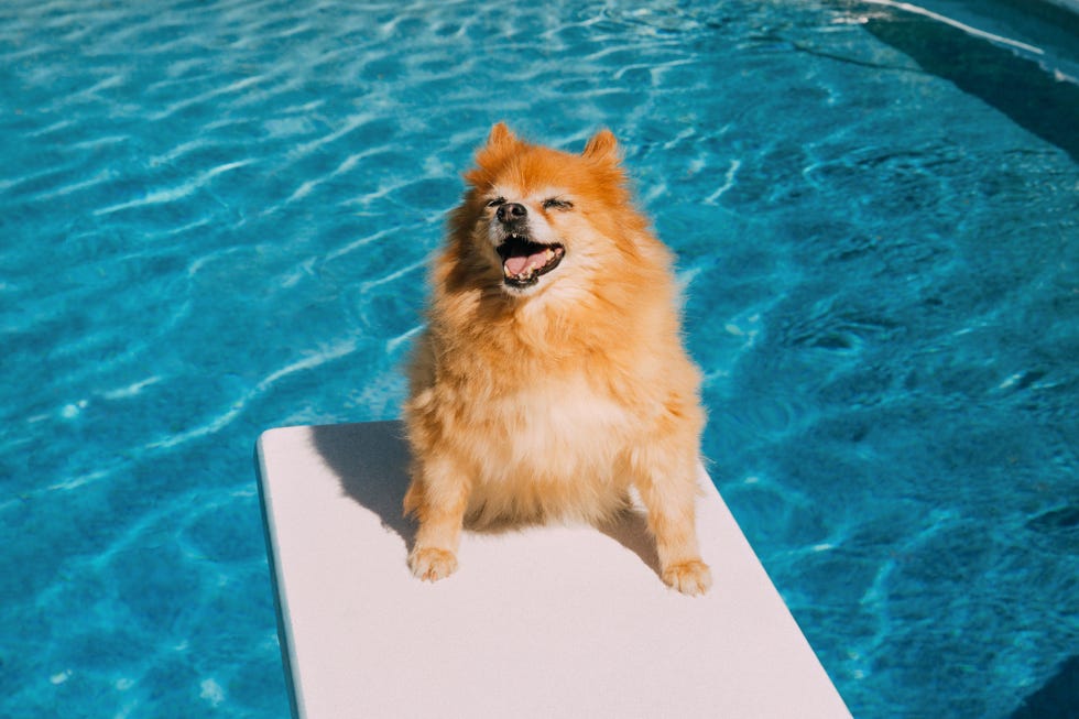 犬用ひんやりマット（冷感クールマット）＆熱中症の暑さ対策グッズおすすめ40選