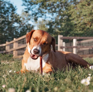 happy dog with chew stick lying in grass outside