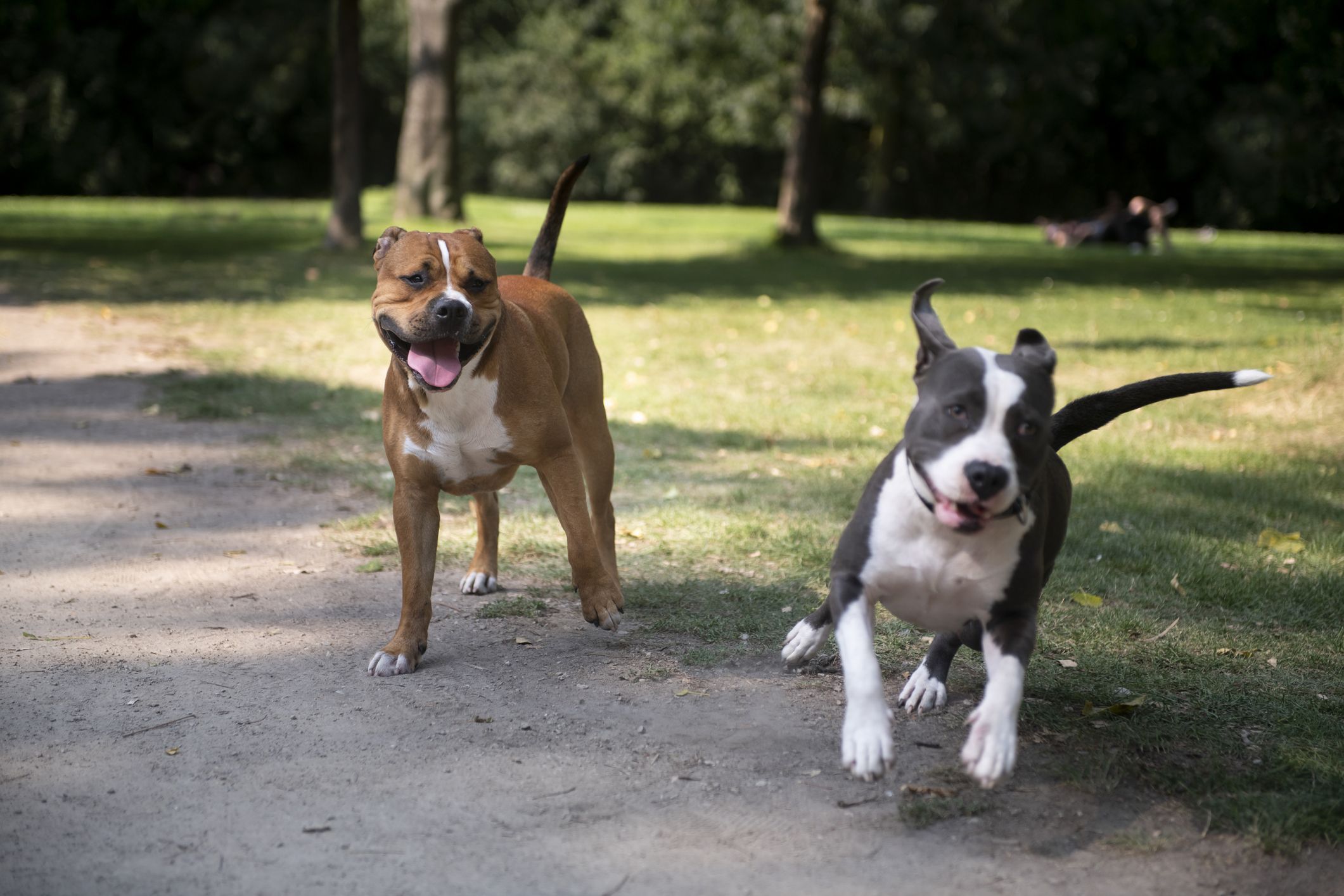 15 Photos of Pit Bulls That Prove They Don't Deserve Their Bad Rep